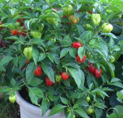 pimenta red habanero sementes 7139 e1495808779998