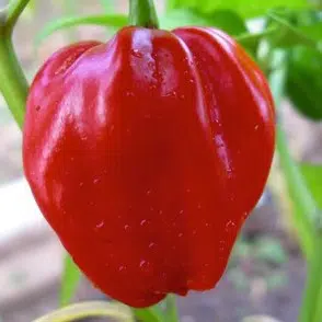 pimenta red habanero sementes 7334 e1495808757538