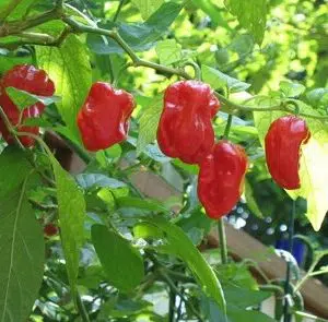 pimenta red habanero sementes 7364 e1495808403717