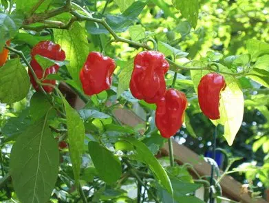 pimenta red habanero sementes 7364 e1495808403717