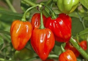 pimenta red habanero sementes 7855 e1495808489449