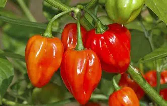 pimenta red habanero sementes 7855 e1495808489449