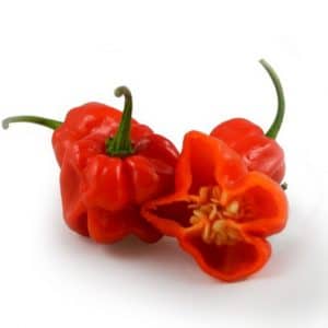 pimenta red habanero sementes 8144 e1495808554599