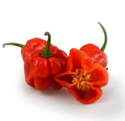 pimenta red habanero sementes 8144 e1495808554599