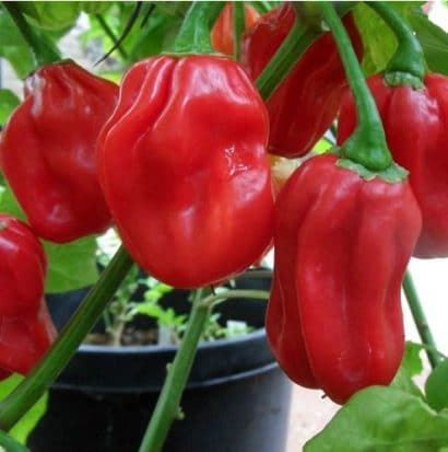 pimenta red habanero sementes 8367 e1495808377104