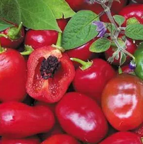 pimenta rocoto 10 sementes 3753 e1495746651818