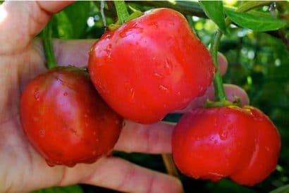 pimenta rocoto 10 sementes 6050 e1495746695415