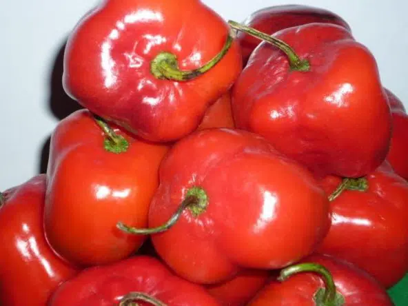 pimenta rocoto 10 sementes 6860 e1495746559525