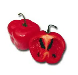 pimenta rocoto 10 sementes 7563 e1495746529287