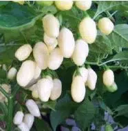 pimenta white habanero 0658 e1495742275890