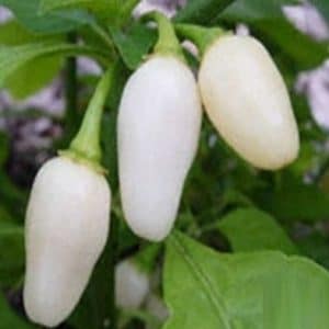 pimenta white habanero 10 sementes 4555 e1495742298167
