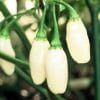 Pimenta White Habanero: 10 sementes