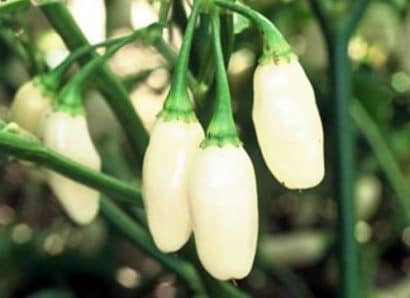 Pimenta White Habanero: 10 sementes