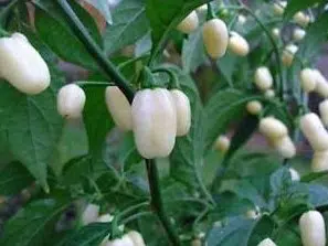 pimenta white habanero 3576 e1495742149736
