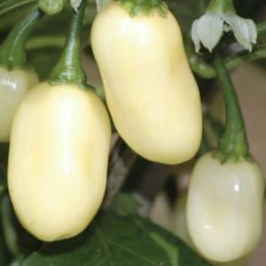 pimenta white habanero 7567 e1495852472938