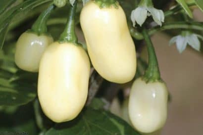 pimenta white habanero 7567 e1495852472938