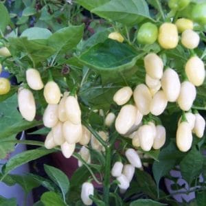 pimenta white habanero 8961 e1495742253152