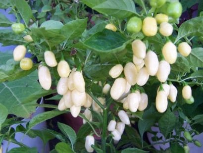 pimenta white habanero 8961 e1495742253152