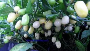 pimenta white habanero 8964 e1495742230476