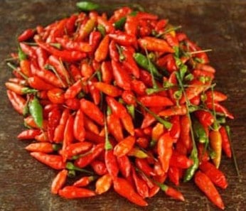 plantar pimenta chili mexicana 0003 e1495810209890
