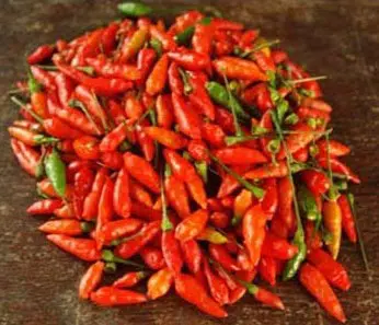 plantar pimenta chili mexicana 0003 e1495810209890