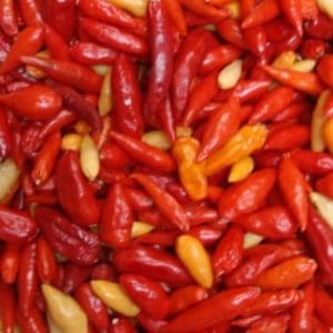 plantar pimenta chili mexicana 1089 e1495810804641