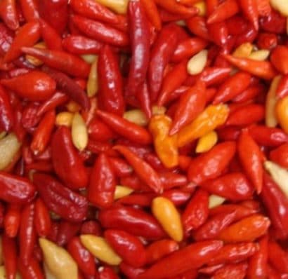 plantar pimenta chili mexicana 1089 e1495810804641