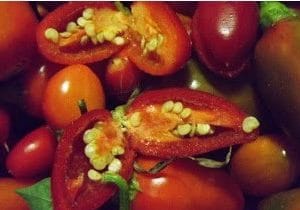 plantar pimenta chili mexicana 3400 e1495810231139