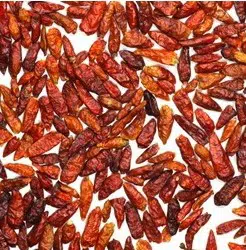plantar pimenta chili mexicana 3606 e1495809935924
