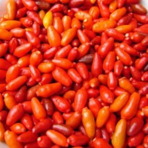 plantar pimenta chili mexicana 5992 e1495810771195