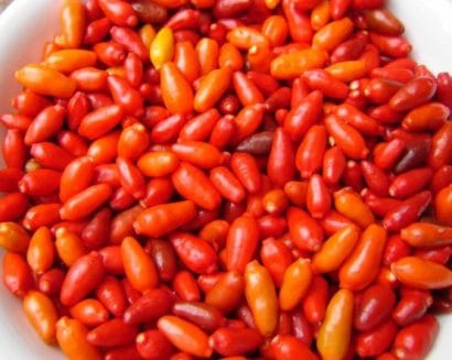 plantar pimenta chili mexicana 5992 e1495810771195