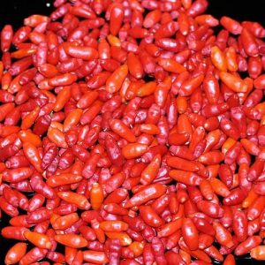 Plantar Pimenta Chili Mexicana