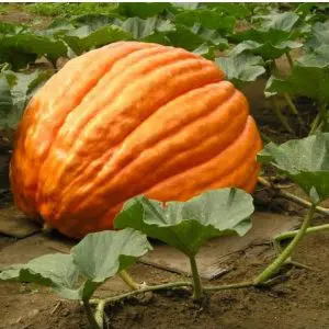 semente abobora gigante 7 sementes 8431 e1495635922494