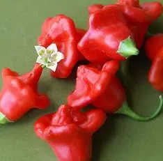 sementes da pimenta cambuci 0481 e1495814558316