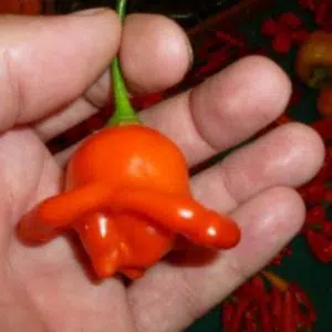 sementes da pimenta cambuci 5 10 e1495814200725