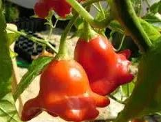 sementes da pimenta cambuci 5 11 e1495814235745