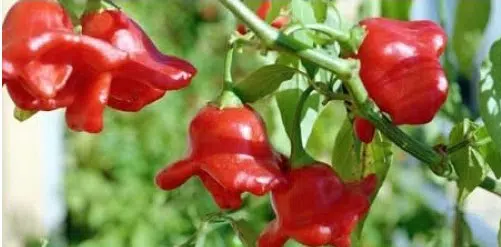 sementes da pimenta cambuci 5 5 e1495852720615