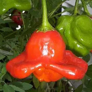 sementes da pimenta cambuci 5091 e1495814610246