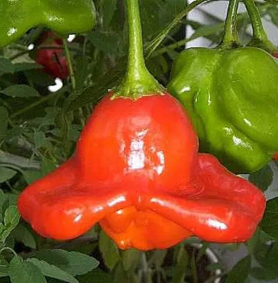 sementes da pimenta cambuci 5091 e1495814610246