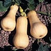 sementes de abobora butternut 1012 e1495636687893