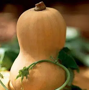sementes de abobora butternut 3075 e1495637188319