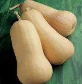 sementes de abobora butternut 5393 e1495636389568