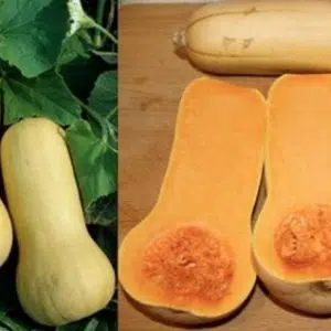sementes de abobora butternut 7669 e1495637158420