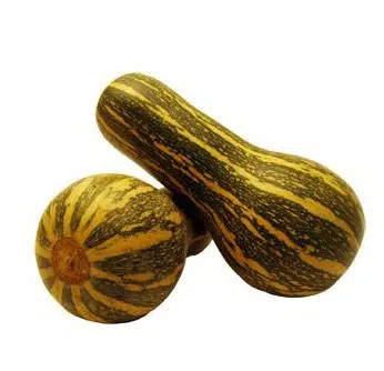 sementes de abobora majestade 8409 e1495585263481