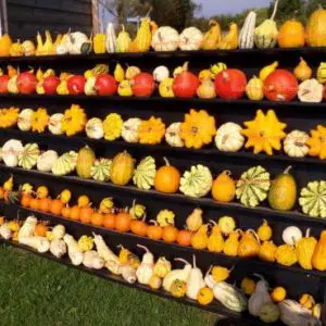 sementes de abobrinhas sortidas 6137 e1495590184920