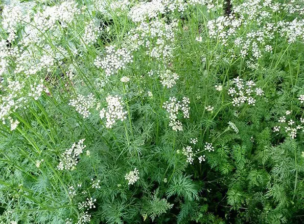 sementes de cominho tempero 1832 e1495721598592