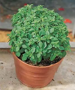 Sementes de Manjericão Grego