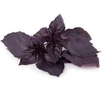 sementes de manjericao roxo 0831 e1495716294706