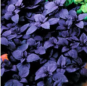 sementes de manjericao roxo 3971 e1495716644128