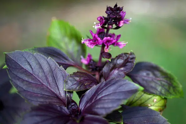 sementes de manjericao roxo 5277 e1495716714102
